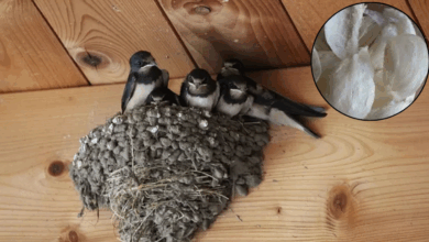 Black Red Modern Basketball Tournament Twitter Post 4