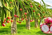 5 Langkah Budidaya Tanaman Buah Naga, Dari Persiapan Lahan Hingga Panen 3 Buddidaya tanaman buah naga