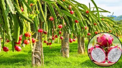 Buddidaya tanaman buah naga