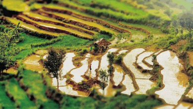 Desa Wukirsari e1748714874768