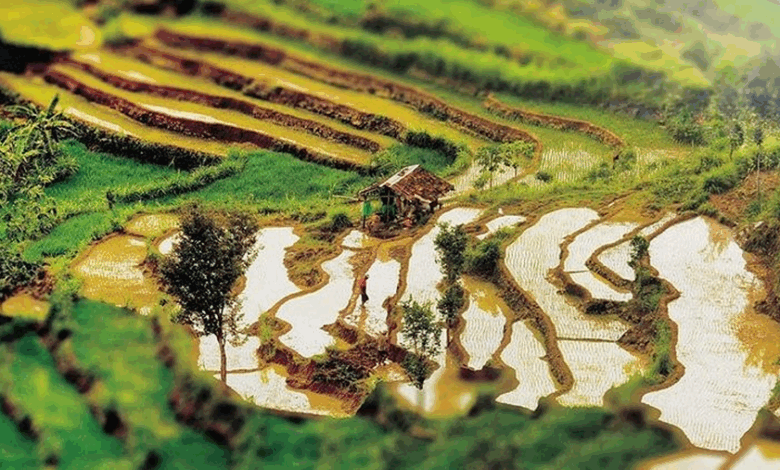 Desa Wukirsari e1748714874768