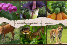 Keanekaragaman hayati