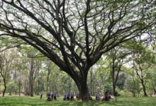 Kebun Raya Purwodadi