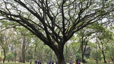 Kebun Raya Purwodadi