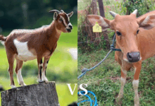 Perbandingan Daging kambing dan daging sapi