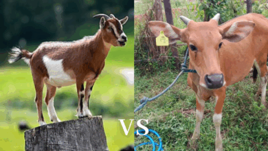 Perbandingan Daging kambing dan daging sapi