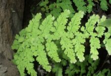 Mengenal Tumbuhan Paku; Struktur, Siklus hidup, Pengelompokan, Klasifikasi, dan Manfaatnya 2 Tumbuhan paku e1751130272985