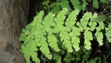 Tumbuhan paku e1751130272985