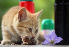 cat 4745002 1280 e1749969368776