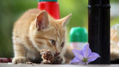 cat 4745002 1280 e1749969368776