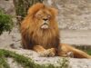 lion 2892786 1280 e1751078548721