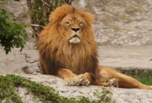 lion 2892786 1280 e1751078548721