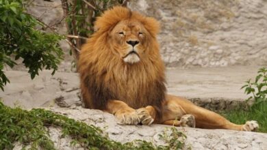 lion 2892786 1280 e1751078548721