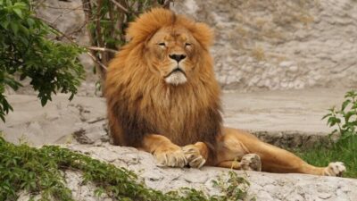 lion 2892786 1280 e1751078548721