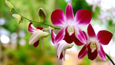 orchid black checkered 2576067 1280 e1749720047724