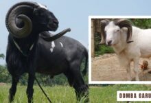 Domba Garut