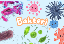 Bakteri