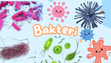 Bakteri