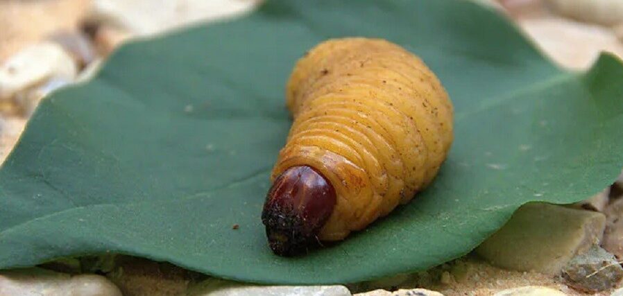 Belatung sagu e1756433642295