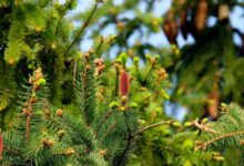 fir trees 2288229 1280 e1755080611605