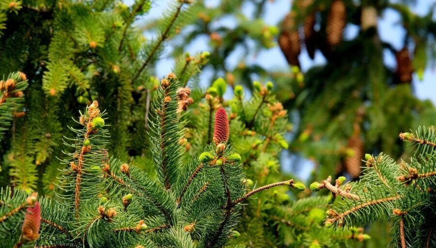 Mengenal Dunia Botani, Nama Latin Tanaman dan Buah yang Sering Kita Jumpai 1 fir trees 2288229 1280 e1755080611605