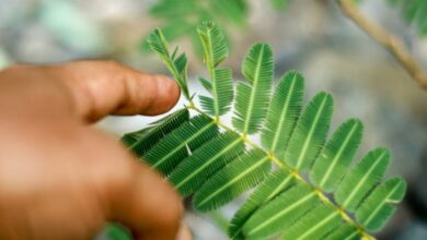 gerak pada tumbuhan e1754988517724