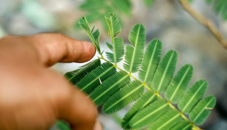 Memahami Sistem Gerak Pada Tumbuhan Berdasarkan Rangsangan, Beserta Contohnya 1 gerak pada tumbuhan e1754988517724