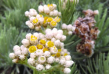 javanese edelweiss 6468950 1280 e1754610410418