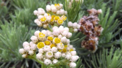 javanese edelweiss 6468950 1280 e1754610410418