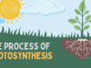 Proses Fotosintesis