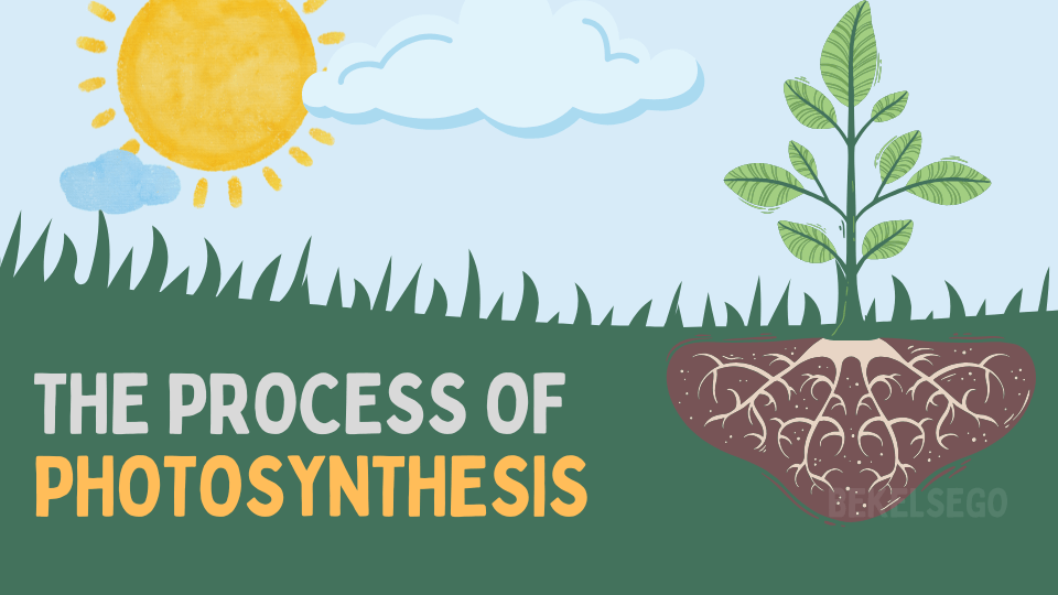 Proses Fotosintesis