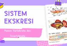 Sistem Ekskresi Pada hewan vertebrata dan invertebrata
