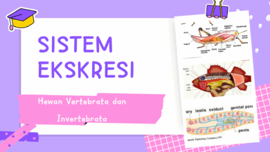 Sistem Ekskresi Pada hewan vertebrata dan invertebrata