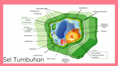 Struktur Sel Tumbuhan