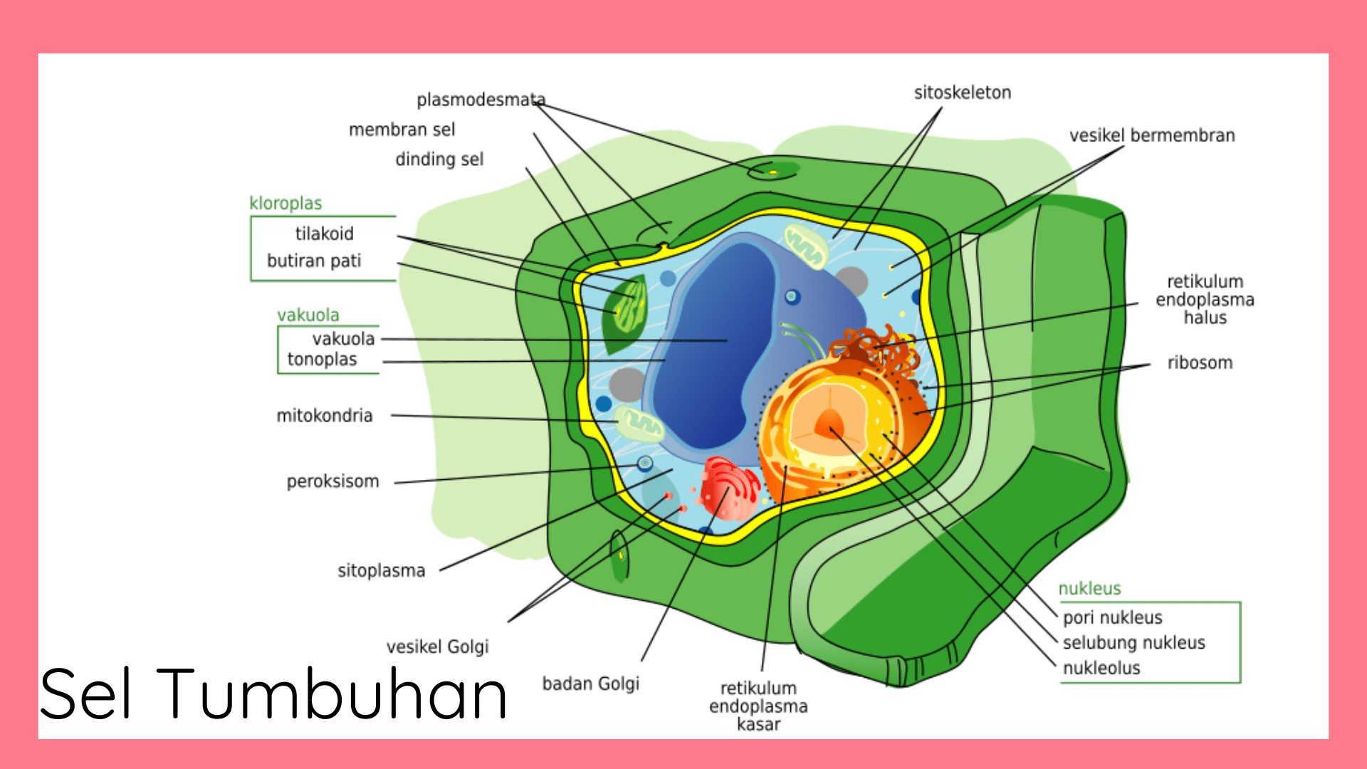 Struktur Sel Tumbuhan