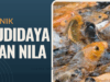 Teknik budidaya ikan nila