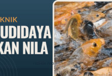 Teknik budidaya ikan nila