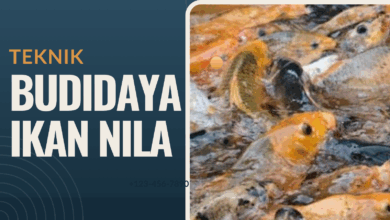 Teknik budidaya ikan nila