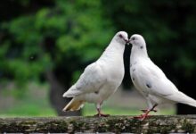 dove 2268487 1280 e1758380040932