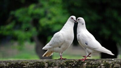 dove 2268487 1280 e1758380040932