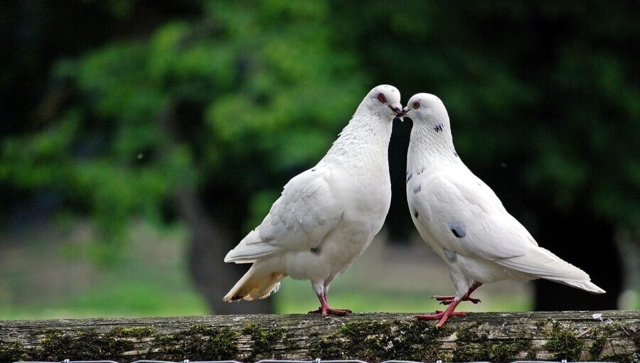 dove 2268487 1280 e1758380040932