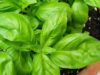 basil 2395060 1280 e1759742675876