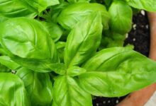 basil 2395060 1280 e1759742675876