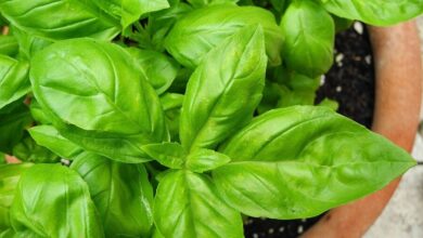 basil 2395060 1280 e1759742675876