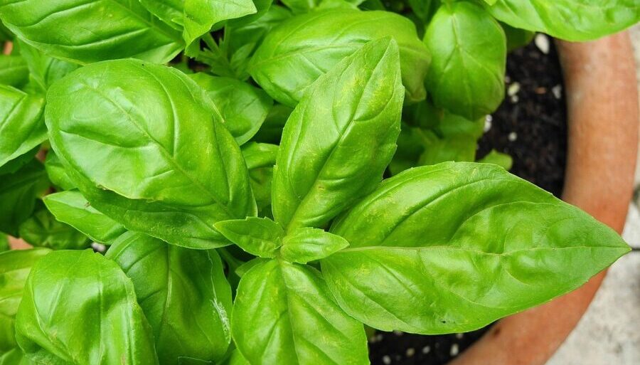 basil 2395060 1280 e1759742675876