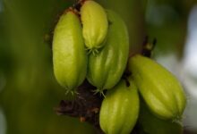 bilimbi 7613287 1280 e1760173434523