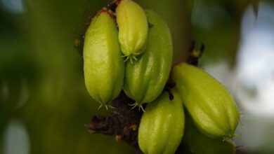 bilimbi 7613287 1280 e1760173434523