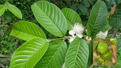 Daun jambu biji