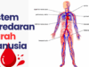 Sistem peredaran darah manusia