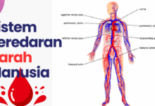 Sistem peredaran darah manusia